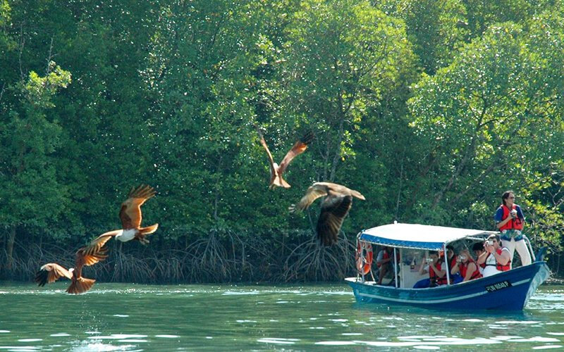 Eagle Feeding Pulau Singa Besar Langkawi MATTA Fair 2025 Promo