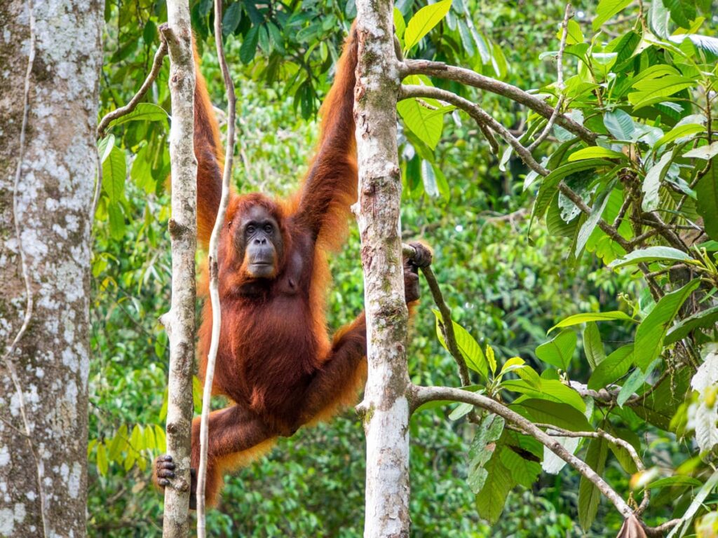 Orang Utan Semenggoh Nature Reserve Kuching Tour Matta Fair 2025 Tripfez